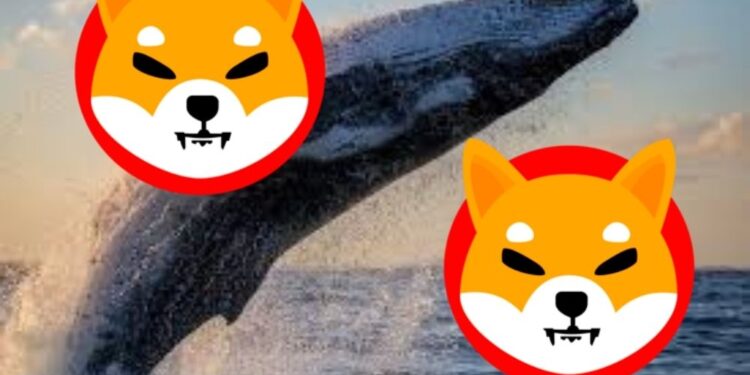 Shiba Inu Whale Transactions Spike 1300% In 24 Hours, What’s Going On?