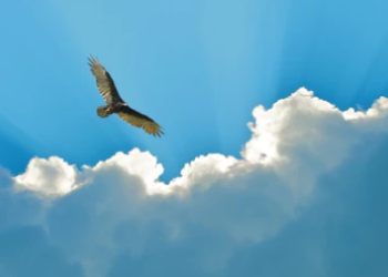 Is Stacks The New Safe Haven? STX Soars 16% In Wild Market