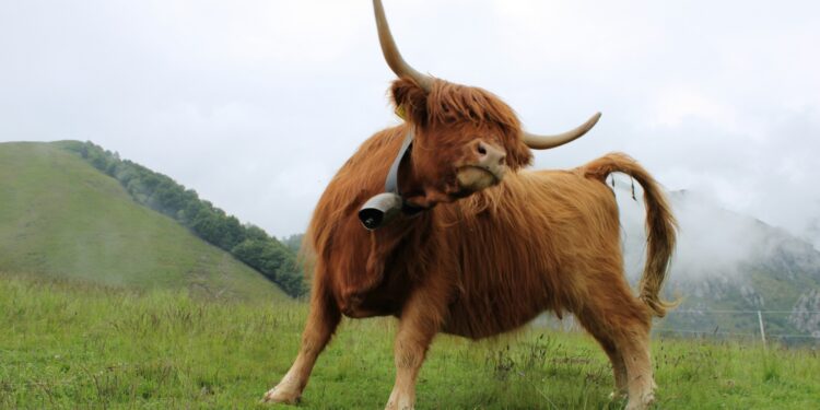 Urgent Call For Bulls As Analysts Predict Dire Correction Ahead