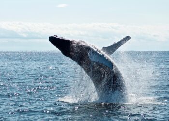 Bitcoin Whales Increase Holdings By 4.5%, Getting Ready For Rally?