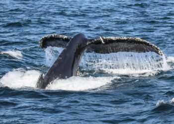 Bitcoin “Newbie Whales” Now Hold Unprecedented $7.3B Profit