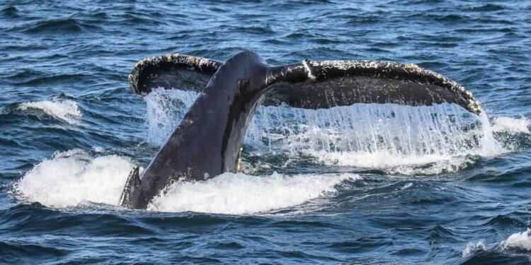 Bitcoin “Newbie Whales” Now Hold Unprecedented $7.3B Profit