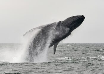 How Much Bitcoin Did Whales Buy In 2024?