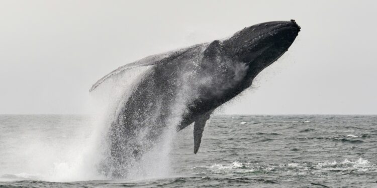 How Much Bitcoin Did Whales Buy In 2024?