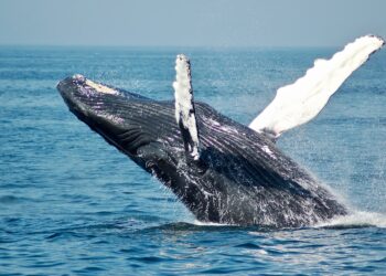 Bitcoin Whales Go Shopping, Purchase $6.16 Billion Worth Of BTC