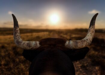 Is This Historical Bitcoin Bull Run Pattern Finally Forming?