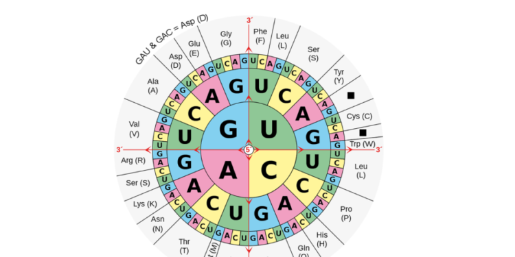 Saving Seeds in DNA: Bitcoin as Information