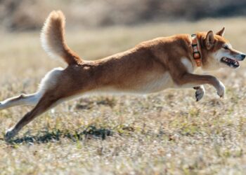 Shiba Inu Set To Hit $100 Billion Market Cap, Expert Predicts