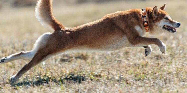 Shiba Inu Set To Hit $100 Billion Market Cap, Expert Predicts