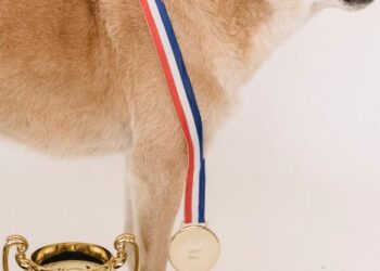 Memecoin Is Europe’s 2nd Most Beloved Crypto