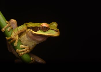 Pepe Coin Soars 250% – Will March Bring More Surprises?