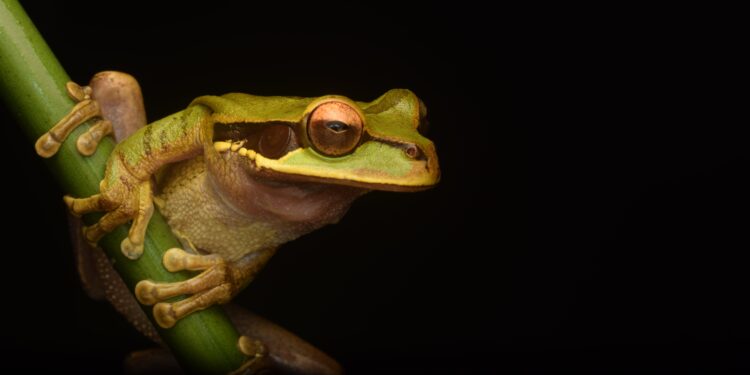 Pepe Coin Soars 250% – Will March Bring More Surprises?