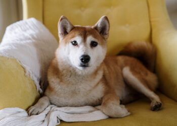 Whale Abandons Massive PEPE Position For Shiba Inu