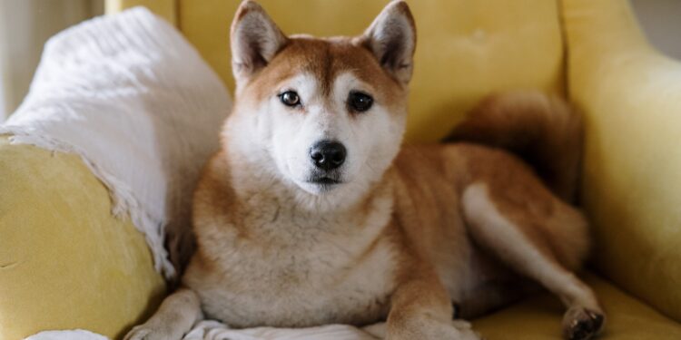 Whale Abandons Massive PEPE Position For Shiba Inu