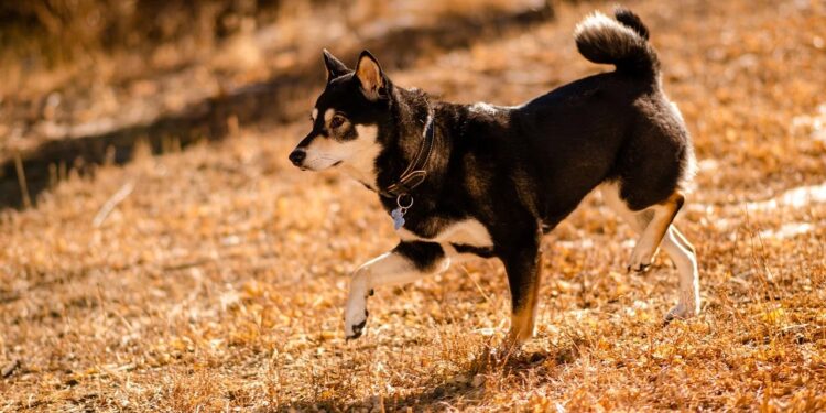 Who Moved 1 Trillion Shiba Inu Tokens? Huge Transfer Raises Eyebrows