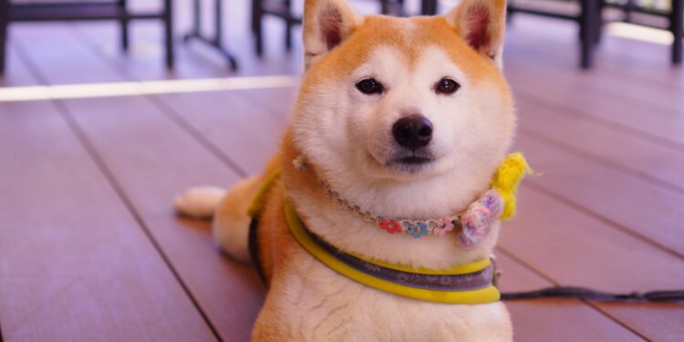 Shiba Inu’s Shibarium Hits New Record Amid Chaotic Market Movements