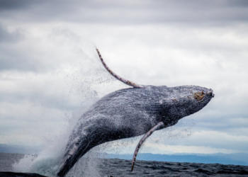 $46 Million Ripple Across Markets, Igniting Speculation