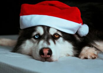 Dogwifhat What? Meme Coin Barges Into 86th Spot With 320% Rally