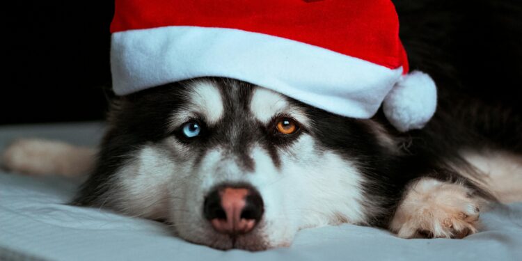 Dogwifhat What? Meme Coin Barges Into 86th Spot With 320% Rally