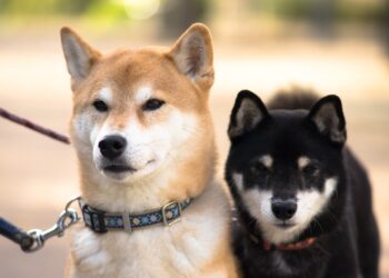 Daily Active Addresses Soar Over 170%