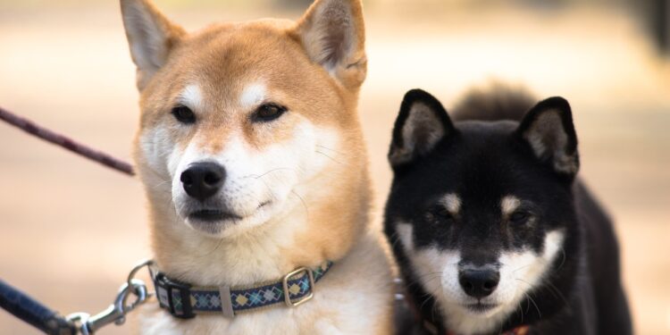 Daily Active Addresses Soar Over 170%