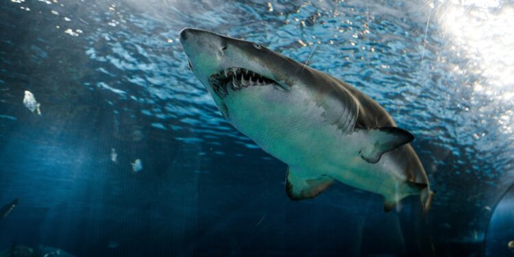 Bitcoin Sharks Show Biggest Monthly Buying Spree Since 2012