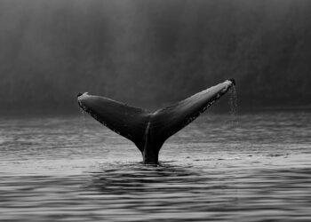 Bitcoin Whale Abruptly Moves 16,003 BTC After 5+ Yrs Silence