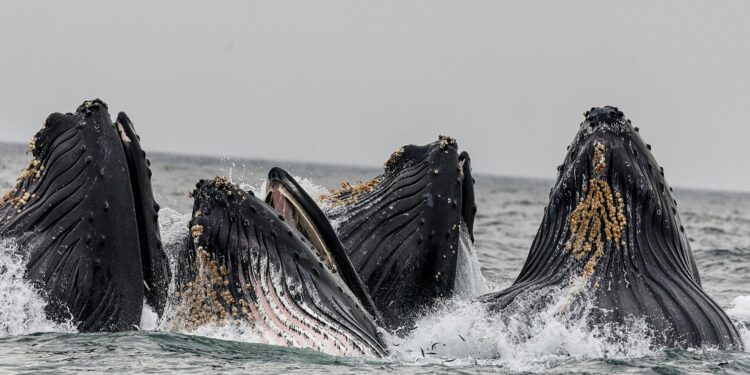 Bitcoin Whales Go On $7 Billion Buying Spree, New ATH Soon?