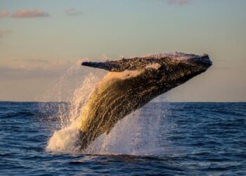 Bitcoin Mega Whale Resurfaces, JPMorgan Expects BTC Price to Drop, Bitcoin Cash Soars 40%, and More — Week in Review