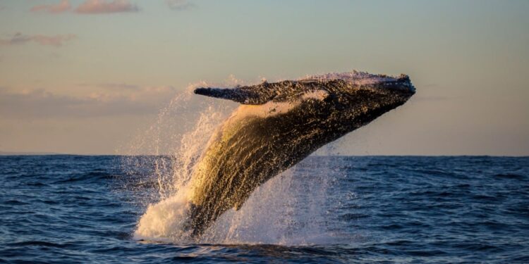 Bitcoin Mega Whale Resurfaces, JPMorgan Expects BTC Price to Drop, Bitcoin Cash Soars 40%, and More — Week in Review