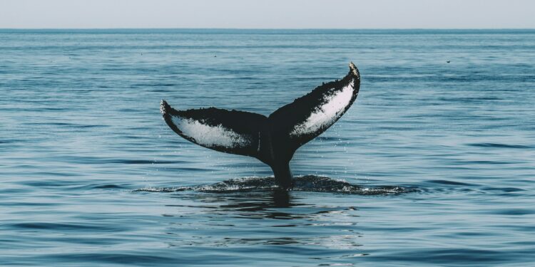 These Are The Ethereum Altcoins Witnessing High Whale Interest