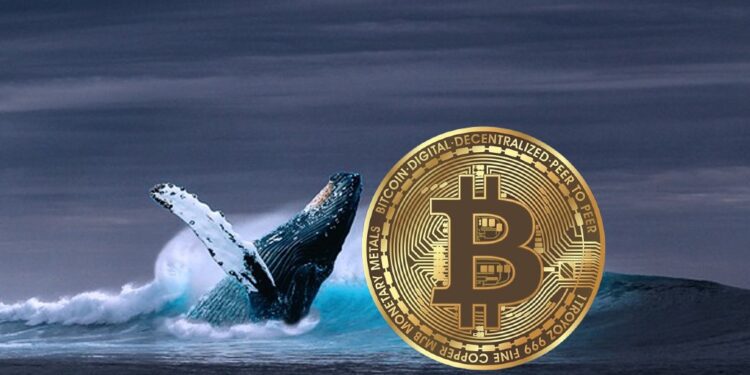 Bitcoin Whales Maintain Positive Accumulation Behavior Ahead Of 2024 Halving: Santiment