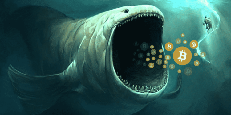 Bitcoin At A Discount: Whales Continue To Gobble Up Every Price Dip