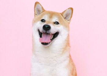 Shiba Inu Large Transactions Spike Over 1,000%