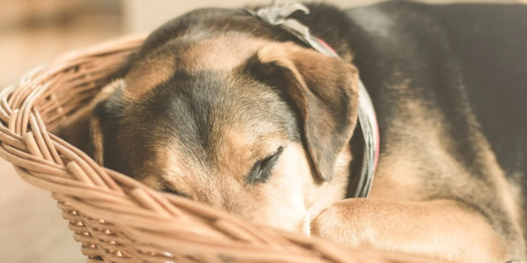 Shiba Inu (SHIB) Slumps As Whale Sell-Off Dampens Momentum