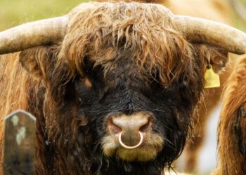 Crypto Analyst Predicts Bullish Breakout To $1