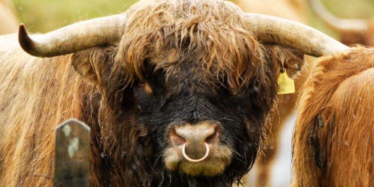 Crypto Analyst Predicts Bullish Breakout To $1