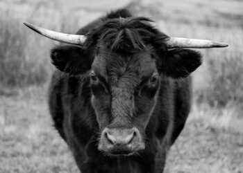 Ethereum Whales Signal Bullish Run With $40 Million Bet