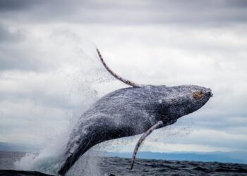 $115-Million Bitcoin Whale Wakes Up From 10-Year Slumber