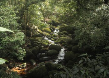 100x Or Bust? Solana Investors Bet Big On This Wild Memecoin