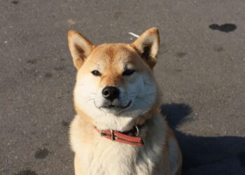 Shiba Inu Woofs Its Way To Dubai’s Web3 Summit