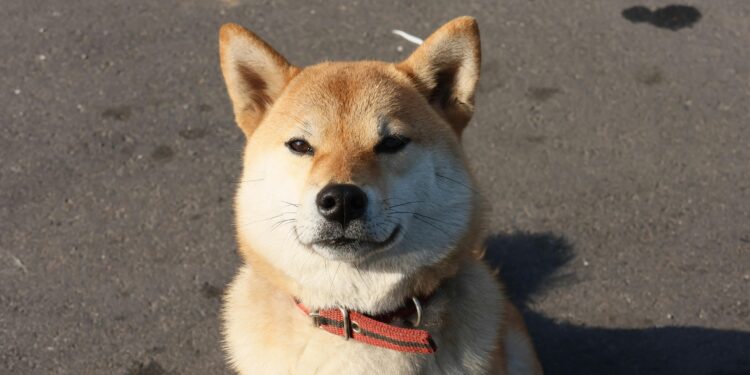 Shiba Inu Woofs Its Way To Dubai’s Web3 Summit