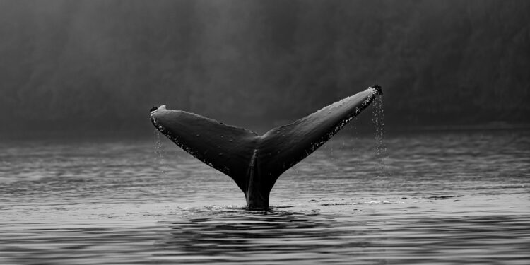 Bitcoin Exchange Deposits Stay Low: Whales Not Selling?