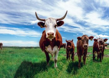 USDA Approves Blockchain-Based Certification System