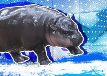 Moo Deng Price Prediction: MOODENG Soars 37% As Whale FOMO Powers Pepe Unchained Towards $30 Million