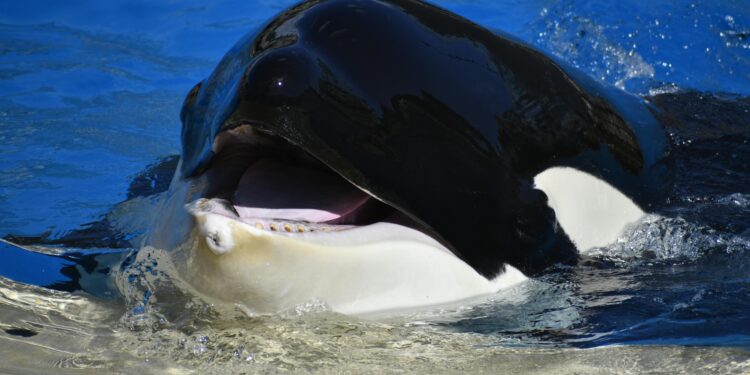 Whales Accumulate 40 Million XRP In 48 Hours