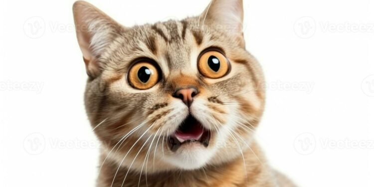 POPCAT Breakout Sparks Whale Buying Frenzy Near Peak Levels