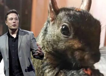 Peanut The Squirrel Price Prediction: PNUT Plummets 37% As Elon Musk Denounces Killing, While This Innovative Staking Meme Coin Blasts Past $3M