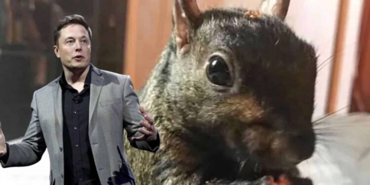 Peanut The Squirrel Price Prediction: PNUT Plummets 37% As Elon Musk Denounces Killing, While This Innovative Staking Meme Coin Blasts Past $3M