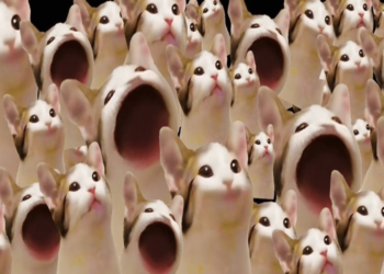 Trending Meme Coins To Watch Today, November 11 – Popcat (Sol), Bonk, Brett (Based)